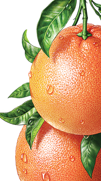 Grapefruit. Illustration für ROTTALER Saft. Für Rottaler Fruchtsaft (Deutschland). 