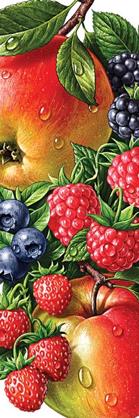 Äpfel, wilde Beeren. Illustration für ROTTALER Saft. Für Rottaler Fruchtsaft (Deutschland).