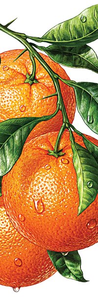 Orangen. Abbildung für die ROTTALER Saftlinie. Für Rottaler Fruchtsaft (Deutschland). 