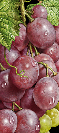 Illustration with grapes.